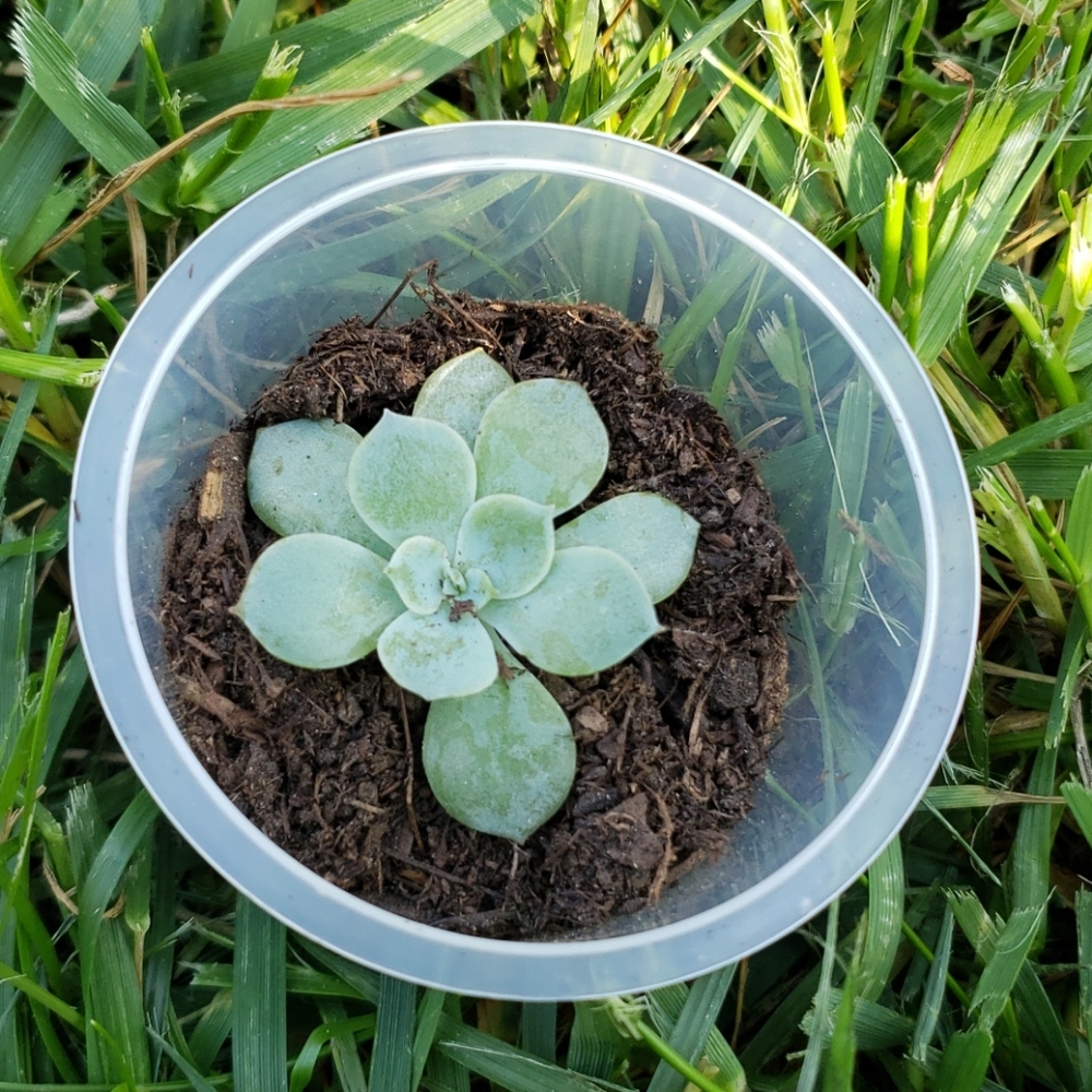 💋💋💋baby succulent with roots